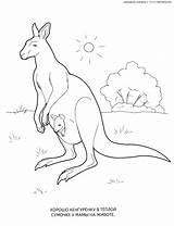 Coloring Cangur Australii Canguro Colorare Kolorowanka Kangur Disegni Kangourou Colorat Australie 1032 Känguru Wallaby Desene Planse Colorkid Zwierzęta Kolorowanki Malvorlagen sketch template