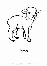 Lamb Colouring Pages Sheep Coloring Lambs Realistic Activity Animal Drawing Print Farm Kids Village Sheets Template Animals Pdf Activityvillage Spring sketch template