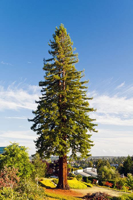 california redwood albers vista gardens