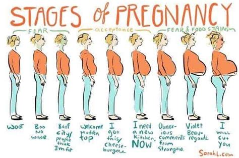stages of pregnancy pregnant chicken