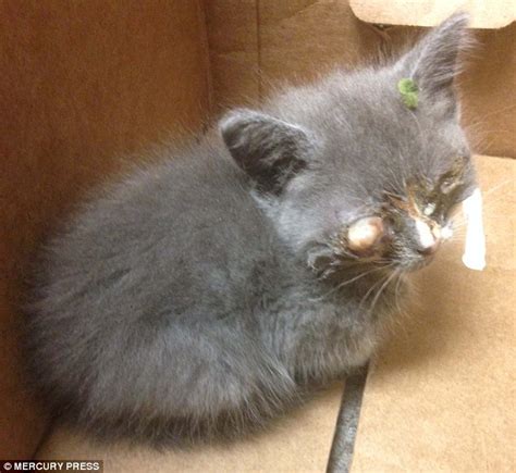 Braille The Kitten Had To Have Both Eyes Removed To Save Her Life
