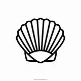 Shell Coloring Icons Noun Project sketch template