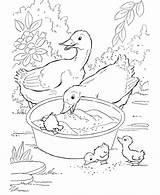 Coloring Pages Duck Ducks Kids sketch template