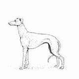 Coloring Breed Dog Pages Greyhound Surfnetkids Next sketch template