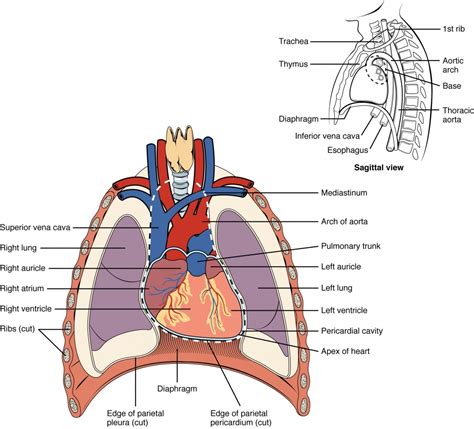 body cavity diagram clipart