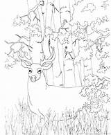 Deer Coloring Getdrawings Mule sketch template