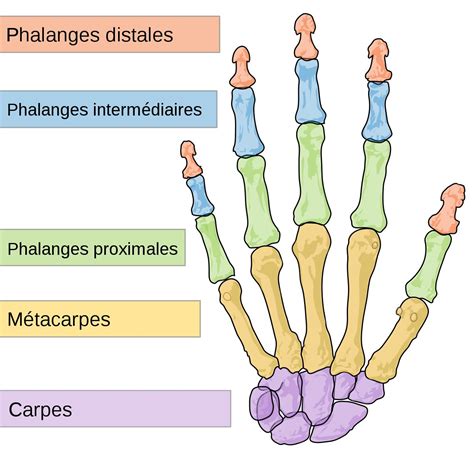 squelette de la main anatomie  douleurs