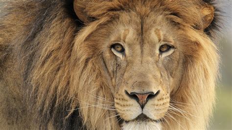 closeup photo  lion hd lion wallpapers hd wallpapers id