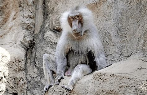 top  fun facts  vervet monkeys  safari world