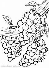 Weintrauben Malvorlage Malvorlagen Obst Ausmalen Ausmalbild Kostenlos Pflanzen Schablone sketch template