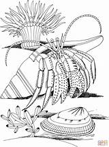 Crab Coloring Hermit Pages Shell Spider Kids Coloriage Color Imprimer Crustacean Hermite Bernard Printable Colouring Colorier Coquillage Drawing Et Dessin sketch template