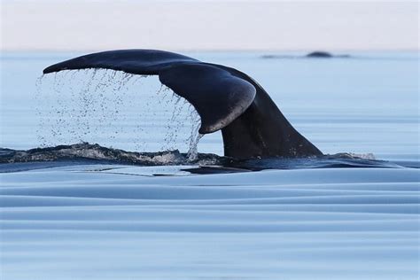 top  fun bowhead whale facts arctic kingdom