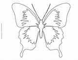 Butterfly Coloring Color Pages Outline Object Butterflies Swallowtail Printable Template Flowers Coloured Designlooter Sheets Drawings Getdrawings Getcolorings 1056 02kb Various sketch template