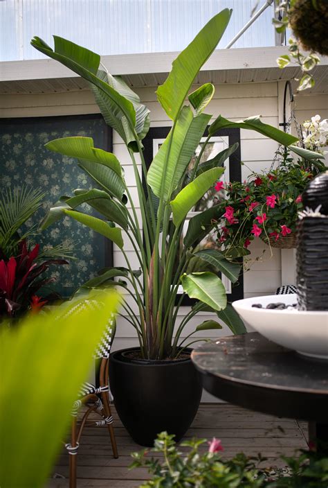 types  tropical house plants  pictures tropical anthurium theselfsufficientliving