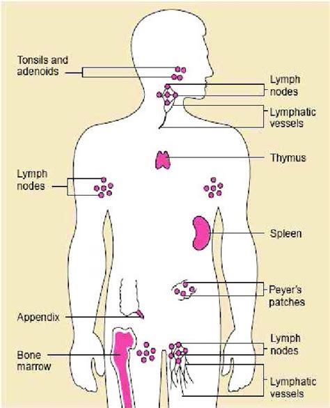 The Organs Of The Immune System Are Positioned Throughout