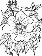 Coloring Pages Flowers Tropical Flower Rainforest Dementia Bougainvillea Adults Printable Patients Drawing Print Color Colouring Adult Sheets Plants Template Hawaiian sketch template