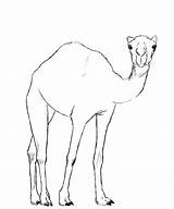 Camel Drawing Draw Face Simple Pencil Book Easy Drawings Desert Paintingvalley Kids Ro Step Finished Version Two sketch template