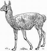 Guanaco Coloring Pages Animal Animals Color Printable Large sketch template