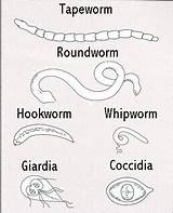 Worms Parasites Intestinal Dogs Cats Dog Types Internal Common Tapeworm Humans Stool Look Worm Drawing Feces Most Do Cat Puppies sketch template