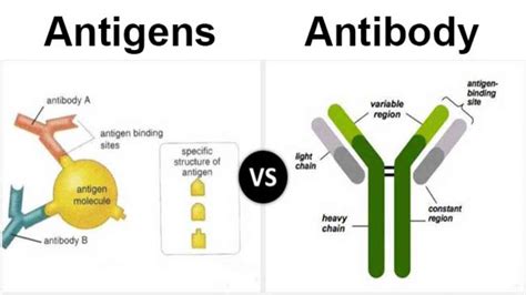 difference  antigen  antibody