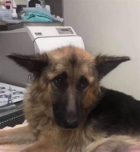 rescuers help nearly doomed german shepherd mom with 9