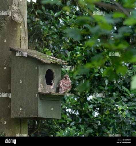 kestrel nest box  res stock photography  images alamy