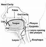 Pharynx Esophagus Neck Throat Vocal Cavity Nasal Larynx Digestive Respiratory Epiglottis Trachea Nose Labeled Lessons Sagittal Windpipe Alimentary Lips Palate sketch template