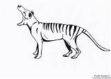 Tasmanian Tilacino Thylacine Mammals sketch template