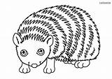 Hedgehog Simple Coloring Cute Animals sketch template