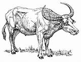 Buffalo Water Coloring Pages Printable Large Edupics sketch template