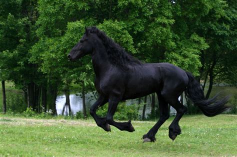 friesians  breathtaking horses friesian stallion horses friesian horse