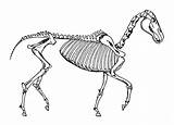 Skelett Pferd Grafiken sketch template