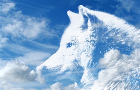 white wolf essence weisser wolf essenz