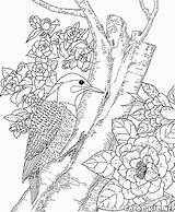 Oiseaux Coloriages Forêt sketch template