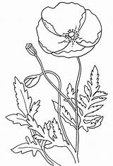 Poppy Coloring Pages Flower Poppies Remembrance Template Color Flowers Colouring Anzac Printable Drawing California Simple Kids Templates Sheets Many Print sketch template