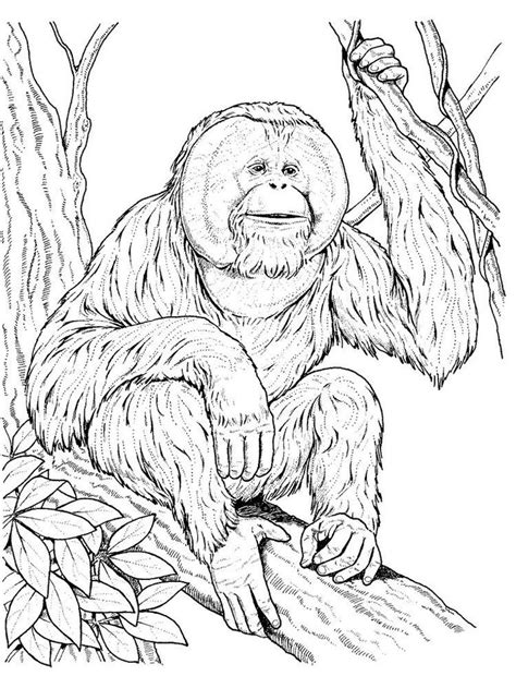 orangutan coloring page orangutans    members   great