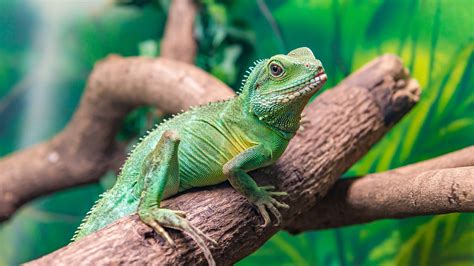 water dragon care guide ruxley manor