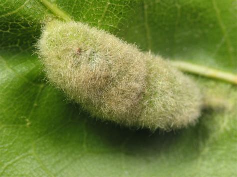 woolly oak gall macrodiplosis niveipila bugguidenet