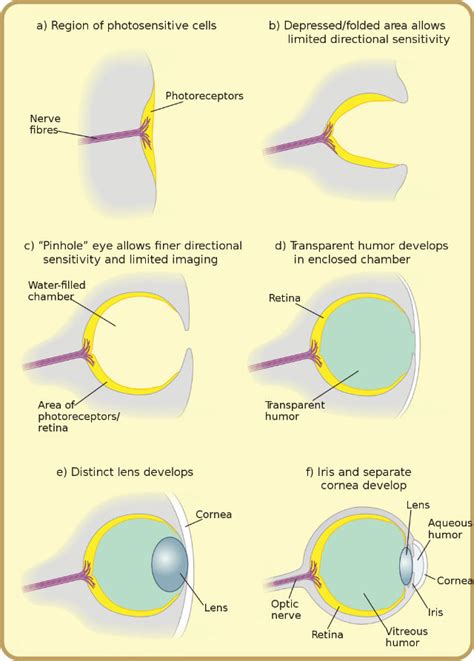 awesome facts   human eye