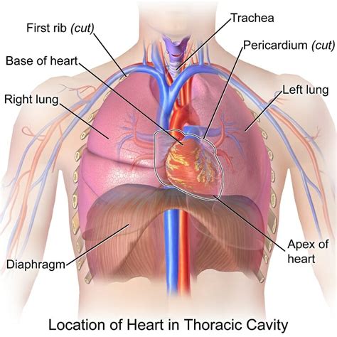 thoracic cavity definition organs  chest cavity biology dictionary