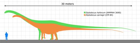 diplodocus size comparison  koprx  deviantart