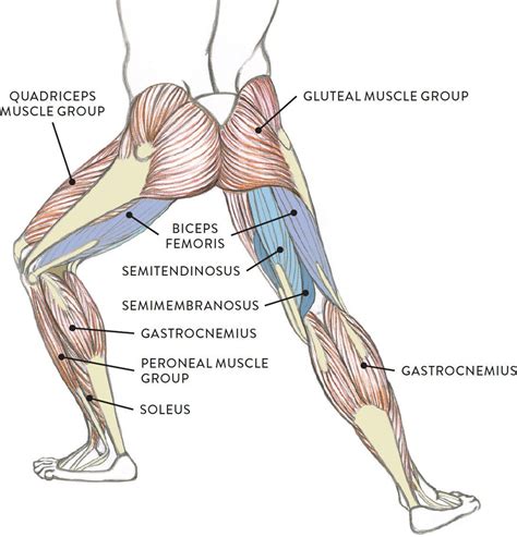 leg muscles diagram basic muscular function  anatomy   upper
