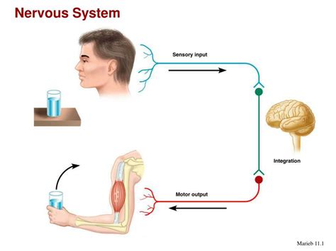 ppt nervous system powerpoint presentation free