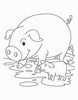Pig Coloring Piglet Pages Baby Pigs Cute Piglets Template Color Printable Print Kids Clip Mud Simple Animal Info Many Popular sketch template
