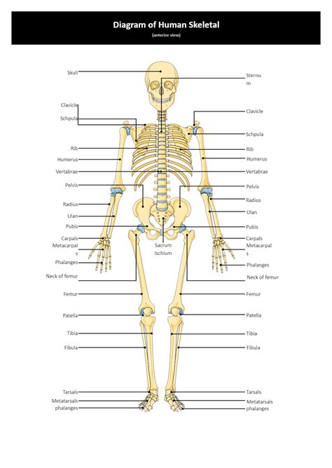 skeletal system diagram labeled