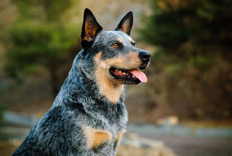 red heelers small breed dogs