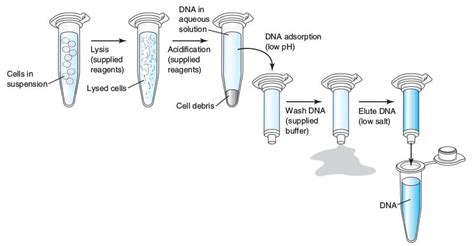 Dna Extraction Techniques