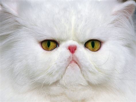 gambar kucing anggora lucu  imut kumpulan gambarku