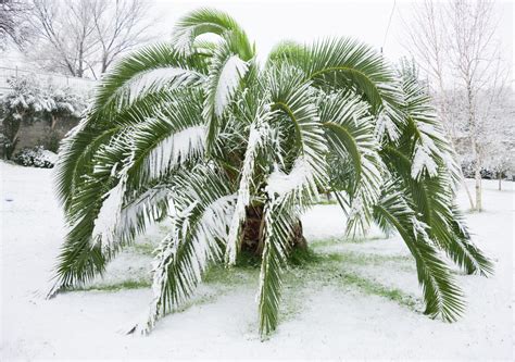 winterharte palmen die besten arten fuer den garten plantura
