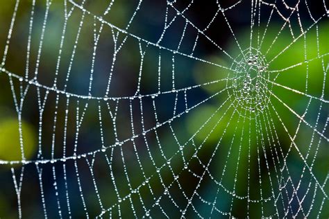 surprising facts  spiderwebs jstor daily